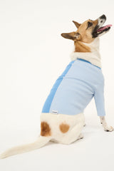 PET SHOKO SWEATER | PERIWINKLE MULTI
